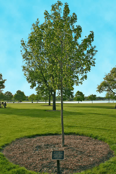 Memorial tree